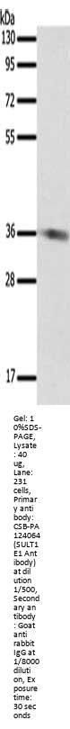 SULT1E1 Antibody