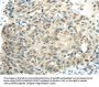 SYNCRIP Antibody