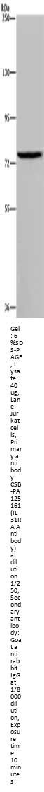 IL31RA Antibody