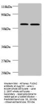 FUCA2 Antibody