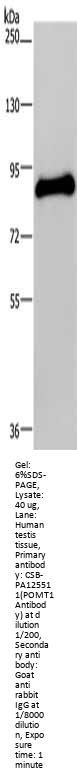 POMT1 Antibody