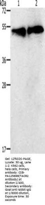 TACR2 Antibody