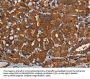 PDE5A Antibody