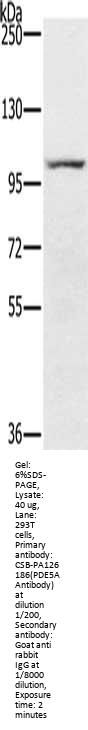 PDE5A Antibody