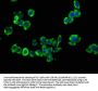 CCKBR Antibody