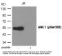 Phospho-RUNX1 (Ser303) Antibody