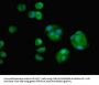 AMH Antibody