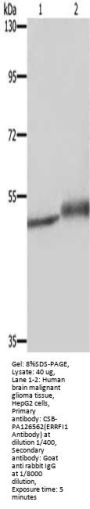 ERRFI1 Antibody