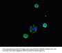 CDC25A Antibody