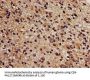 CBS Antibody
