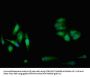 CBS Antibody