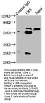 CBS Antibody