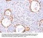 Rabbit anti-human PROS1 polyclonal antibody
