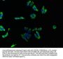 GPC3 Antibody