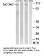 NCOA7 Antibody