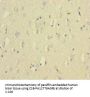 VWF Antibody