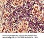 HIF1A Antibody