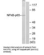 RELA (Ab-311) Antibody