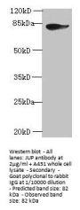 JUP Antibody