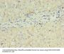 FGF2 Antibody