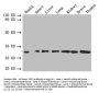FGF2 Antibody