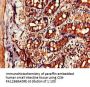 CIDEB Antibody
