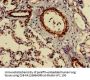 CIDEB Antibody