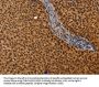 CEL Antibody