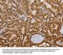 CEL Antibody