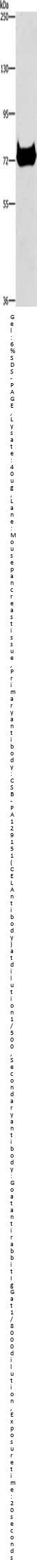 CEL Antibody