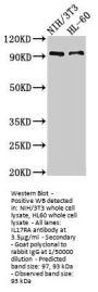 IL17RA Antibody