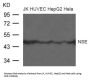 ENO2 Antibody