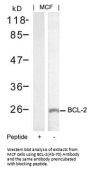 BCL2 (Ab-70) Antibody