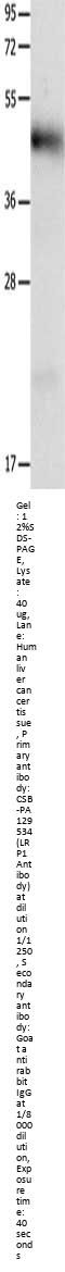 LRP1 Antibody