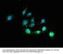 BCL2 Antibody