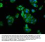 GLI1 Antibody