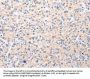 BSN Antibody