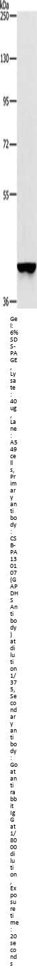 GAPDHS Antibody