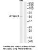 ATG4D Antibody