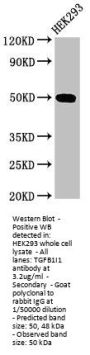 TGFB1I1 Antibody