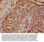 AGR2 Antibody