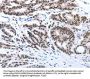 Map2 Antibody
