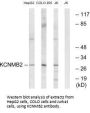 KCNMB2 Antibody