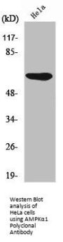 PRKAA1 Antibody