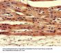 DES Antibody