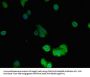 DES Antibody