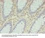 ENO3 Antibody