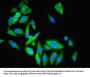 ENO3 Antibody