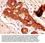 FASN Antibody