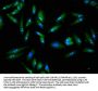 FASN Antibody